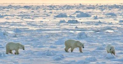 How Russian Activity in the Arctic Could Shift Geopolitical Interests