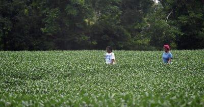 What China's Soybean Purchases Mean for Global Trade Dynamics