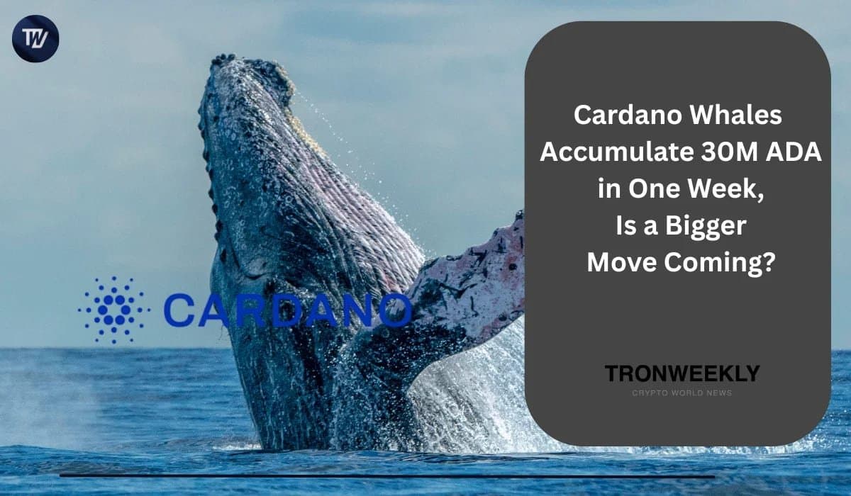 Cardano Whales Quietly Bought 30 Million ADA Last Week
