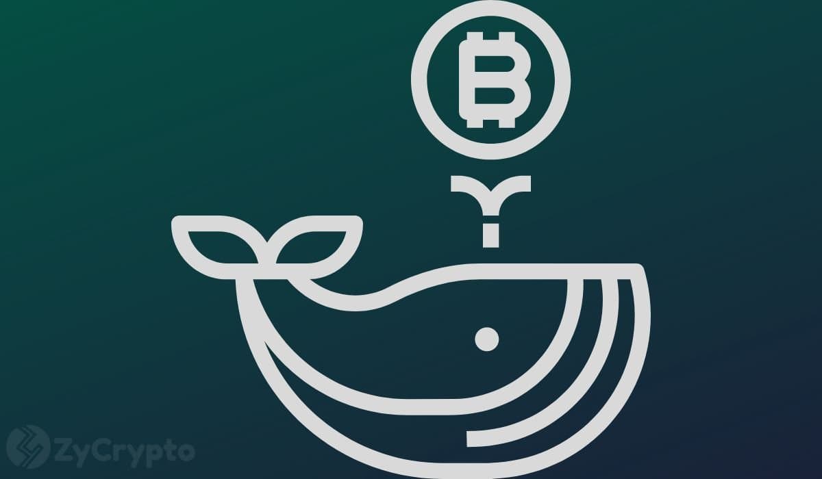 Bitcoin Whales Bought 66,700 BTC While Smaller Holders Were Selling