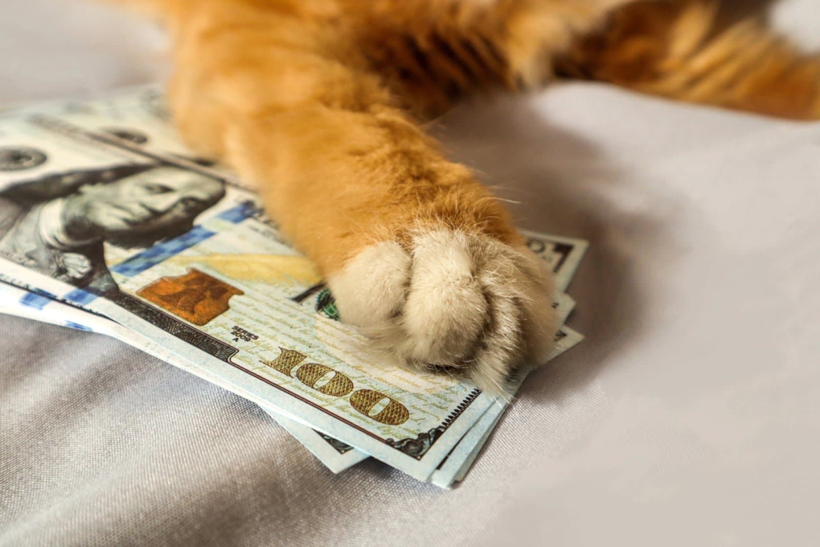 Is Cashcat Whale Trading an Insider's Game?