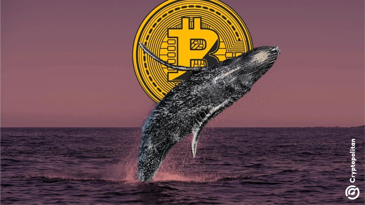 Silent Bitcoin Whale Moves Over $1 Billion Amid Market's Half-Price Slump