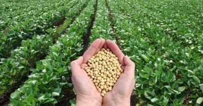 Understanding China's Strategic Soybean Buying and Its Economic Implications