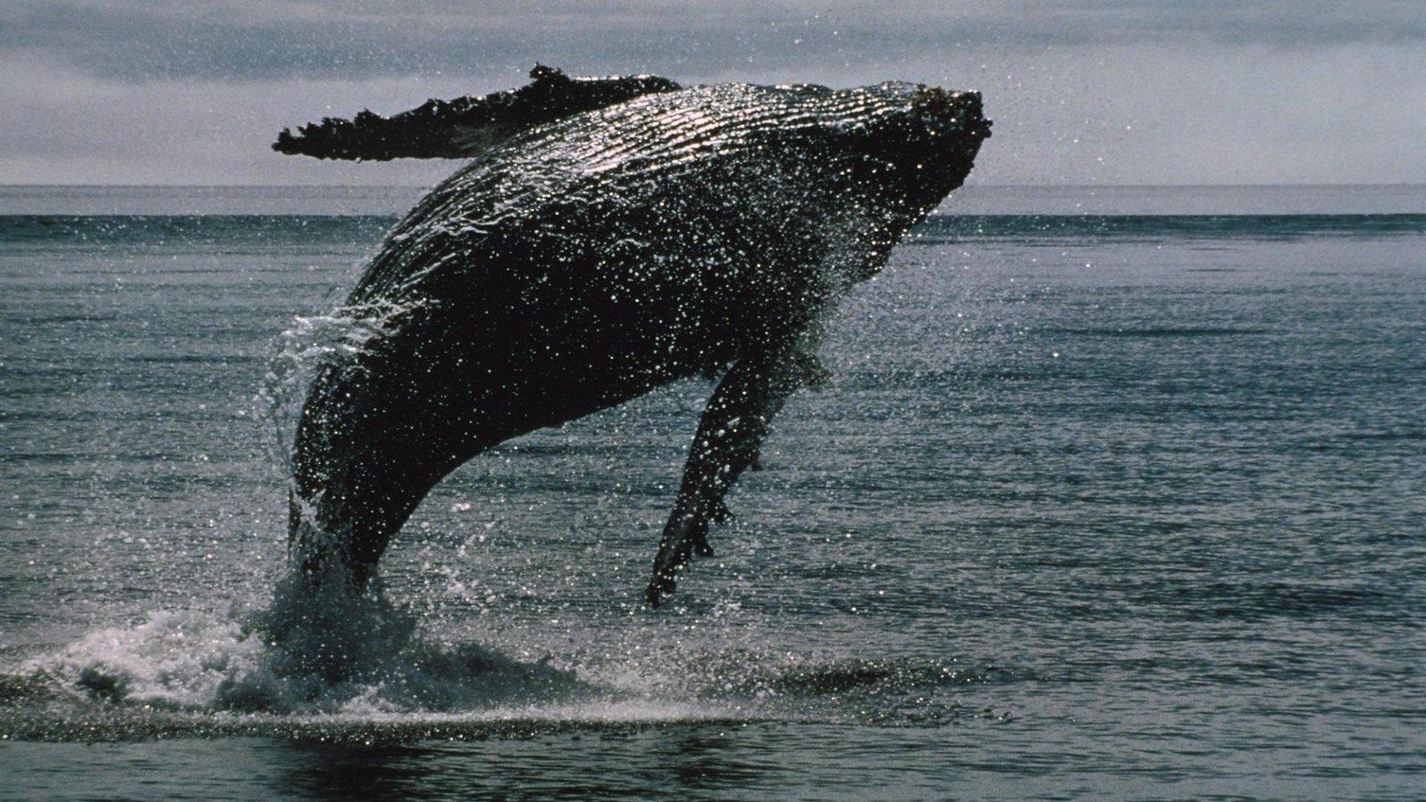 Whales Accumulate BTC Amid ETF Outflows: What Lies Ahead?