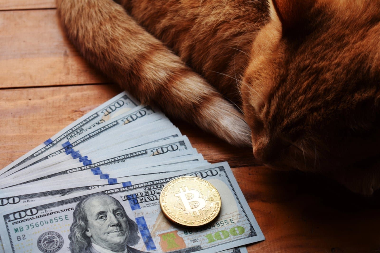 Cash Cat's 33% Drop: What Lies Ahead for This Memecoin?