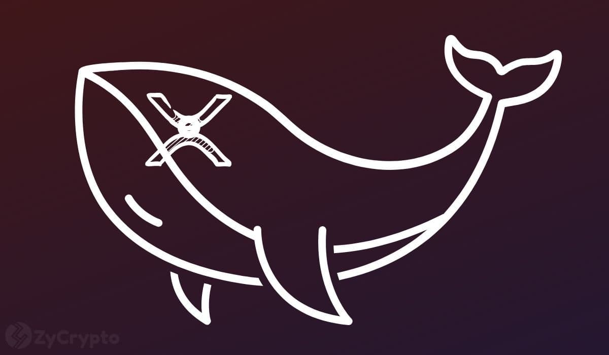 What XRP Whales’ Massive Buy Reveals About Upcoming Market Moves