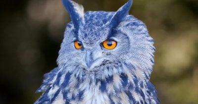 What UBS's Warning About Blue Owl Might Reveal for Private Credit Investors